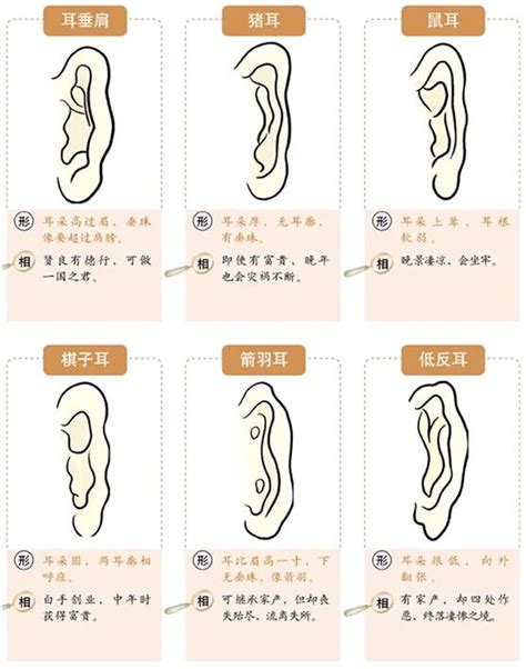 耳朵長相|面相耳朵图解【最详细版】 – 杨易德全集官网